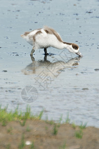 自然草婴儿鸭在水中喂养羽毛图片