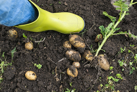 农业民收成在家庭花园里收获土豆图片