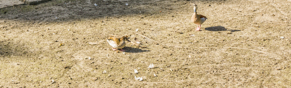 鸟类食物两只棕鸭在沙地横幅上吃图片