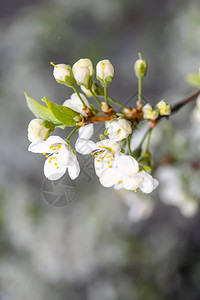 绿色盛开的苹果树枝子白花在软的苹果幕后鲜花上朵一种图片