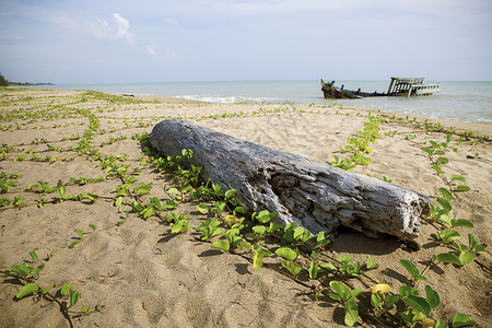 破坏在海滨的旧树桩和沉船土地沿海图片