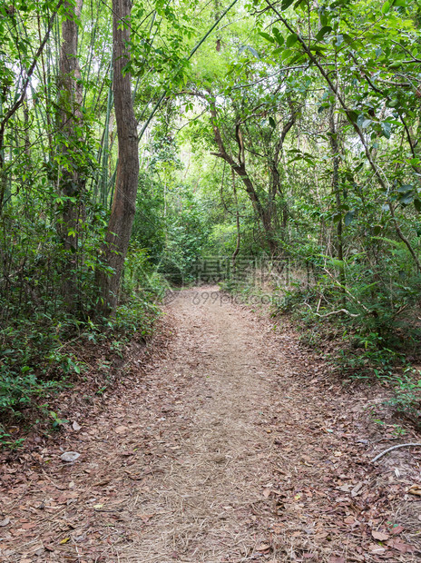 树自然小道通往公园高山的自然小道旅行高的图片