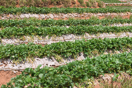 泰国高山上有机农场的草莓地块排景观爬坡道花园图片