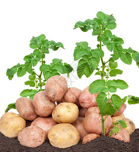 土豆带叶子图片图片