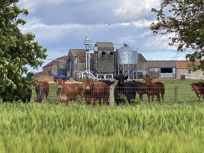 场地家畜团结的在联合王国北约克郡农村地区种植大麦的农地上用场建筑和牲畜在联合王国北约克郡农村种植大麦图片
