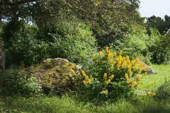 花朵月在瑞典的黄色毛蕊花Aaronrsquos棒花夏天黄色的图片