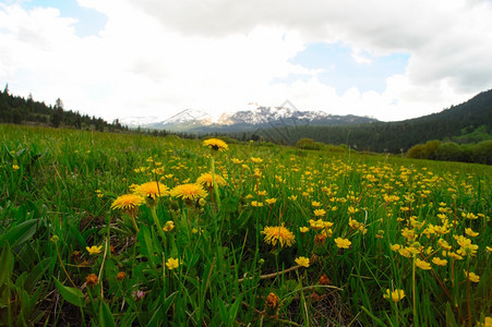 山地花朵和其他黄在草原上下雪覆盖了山地花朵本底的顶峰抽象放松绿色图片
