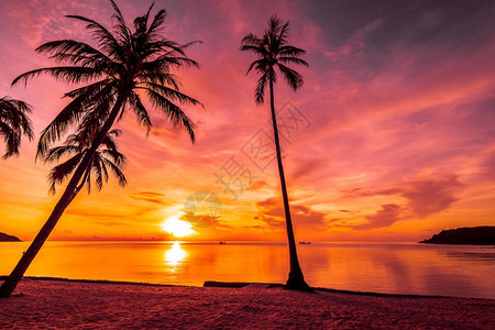 热带沙滩棕榈树日落风景图片