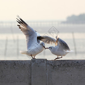 自然荒野天空为食物而战的海鸥图片