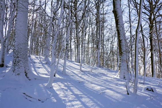 自然阳光冬天的森林下雪乡村图片