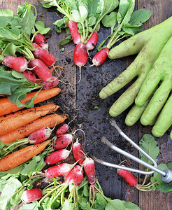 生的在花园里新鲜采摘的有机肮脏胡萝卜和并用小手套放在木板上叶子庄稼图片