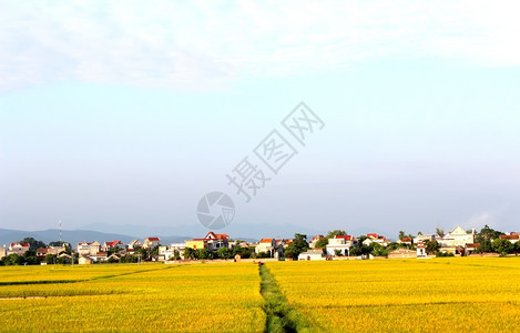 稻田场地亚洲文化图片