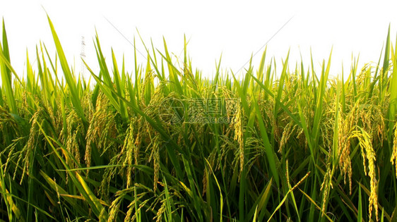 越南玉石稻田图片