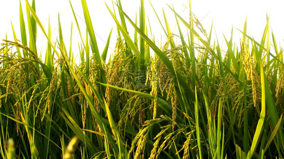 稻田农场文化景观图片