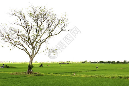绿色稻田旅行乡村的图片