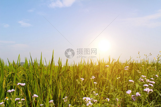 梯田植物稻山图片