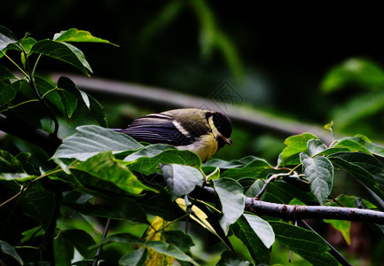 航班树叶丰富多彩的一只小鸟坐在树枝上的绿叶边图片