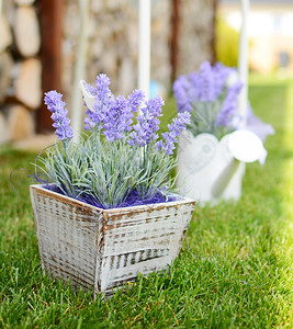 装饰风格植物生活放在花园的草地上木制锅中用紫色涂料图片