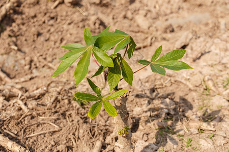 栽培农场种植小木薯树农业概念蔬菜绿色图片