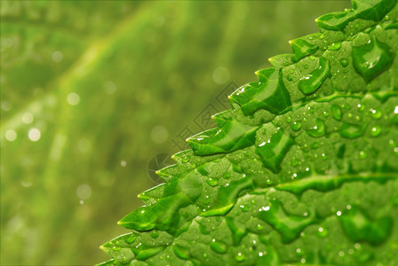 绿色透明叶与雨滴A关闭有机的图片