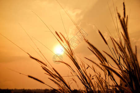 日落时的杂草芦苇图片