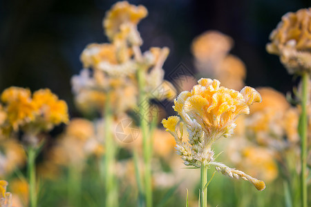 春天背景有美丽的黄花朵植物群盛开自然图片