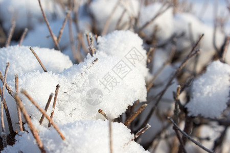 雪下的树枝特写森林户外雾凇图片