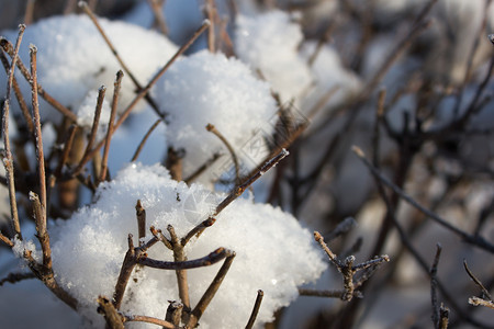 雪下的树枝特写自然林地戳图片