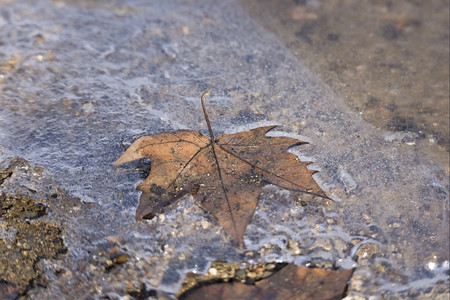 叶子带干冰盖的冻湖泊农村冬天图片