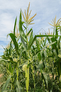 玉米地里的玉米图片