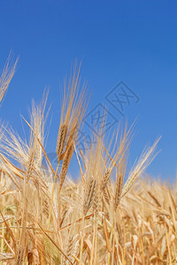 以小麦的耳朵对准天空植物稻草食图片