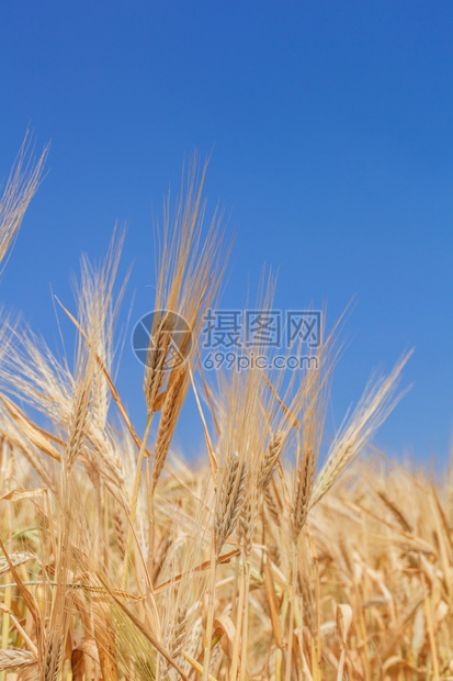 以小麦的耳朵对准天空植物稻草食图片