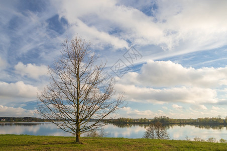 绿色观赏在里加的道瓦河Daugavapromenade在阳光明媚的春日中露天树上衬套云景图片