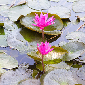 满的湖池塘中莲花多朵在池塘中的朵盛开百合图片