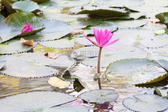 夏天池塘中的莲花多朵在池塘中的朵盛开美丽荒野图片