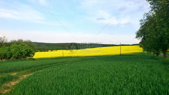 青蓝天空和白云的强暴种子田地风景拍摄油菜籽蓝色的图片