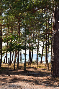 场景波罗的海西德群岛奥兰岸旁的松树林木夏天干图片