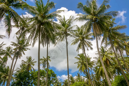天空椰子棕榈树与蓝天相对海异国情调图片
