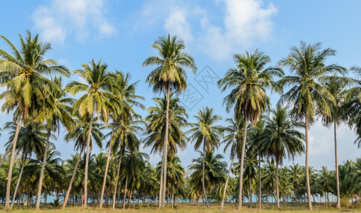 蓝色的泰国椰子棕榈树种植园叶子旅行图片