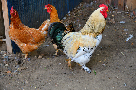 动物农家乐夏天在场的鸡动物群图片