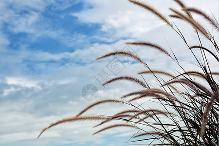 蓝色天空的草花田自然春天植物群图片