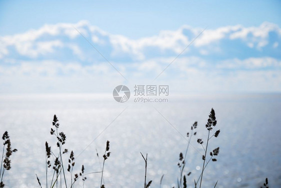 新鲜的吸管背光蓝水和太阳反射的闪光蓝水所呈现的阴暗草根图片