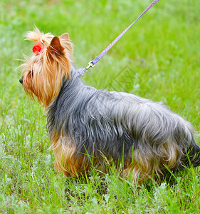 可爱的育狗约克郡泰瑞在夏日散步宠物朋友图片