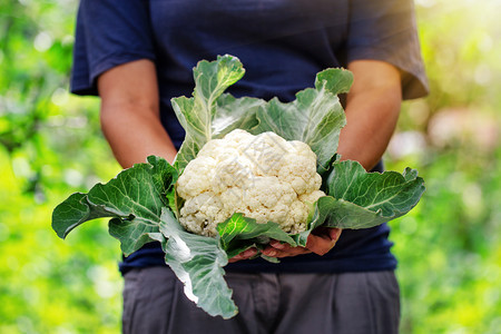 植物蔬菜一个女农民Sunny夏季日Cauli花收获在一位女农民的手中增长与繁荣的概念在女农民手中收获Cauli花收获一种图片