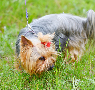 步行场景可爱的育狗约克郡泰瑞在夏日散步图片