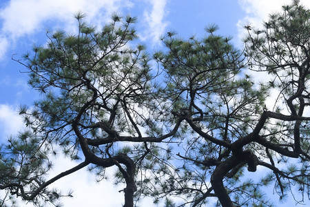 树木植物学户外山上满是蓝天的松树图片