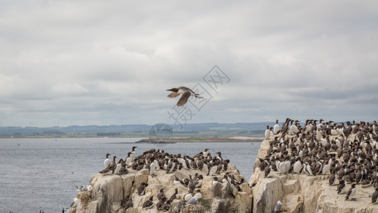 沿海悬崖上的大型筑巢GuillemotUria藻群海岸线殖民地野生动物图片