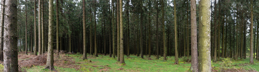 森林的全景有锥形摩索和草苔藓美丽的落叶松科图片