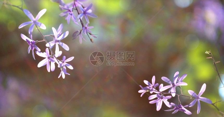 春花盛开的朵紫罗兰艺术设计背景植物学天树图片