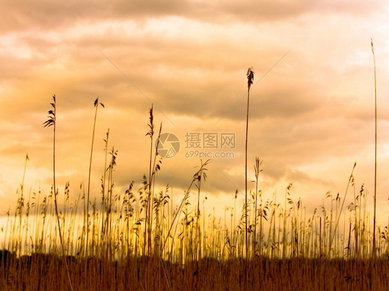海芦苇对五颜六色的天空剪影美丽自然荒野图片